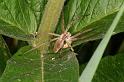 Pisaura_mirabilis_D6126_Z_88_Les Gris_Frankrijk